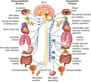 Long Term Disability & Autonomic Dysfunction Or Dysautonomia